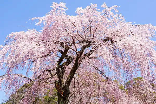 桜花爛漫コース写真